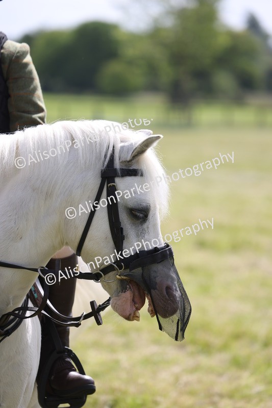 20260614-0710 - Class 20 - Beginners Working Hunter Pony