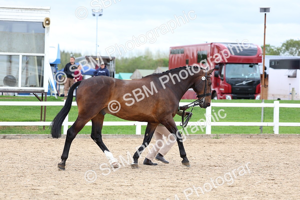 SBM_05747 - Class 28 - IH Veteran Horse