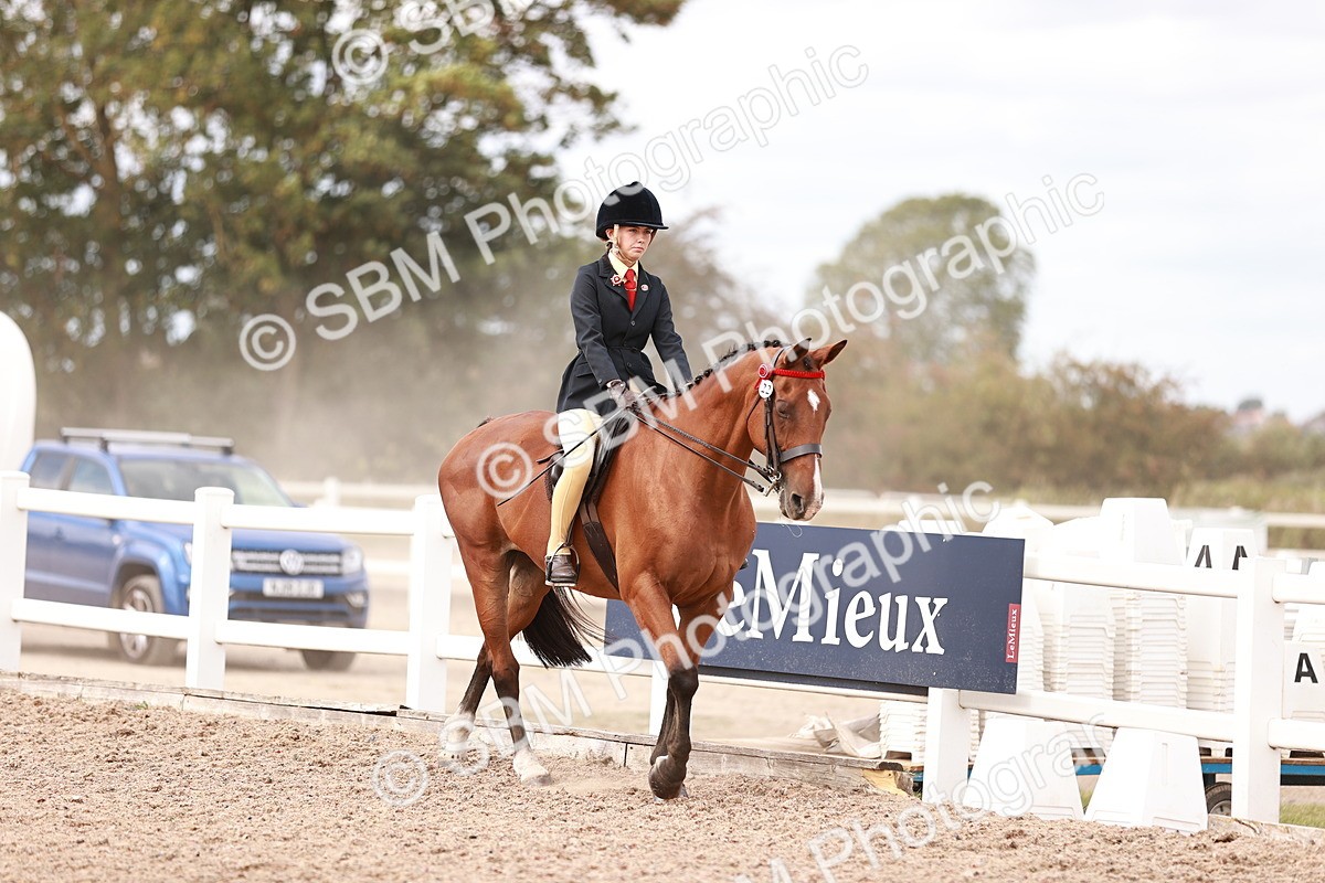 SBM_18289 - Class 417 - Handsome Gelding (IH or Ridden - JNR)