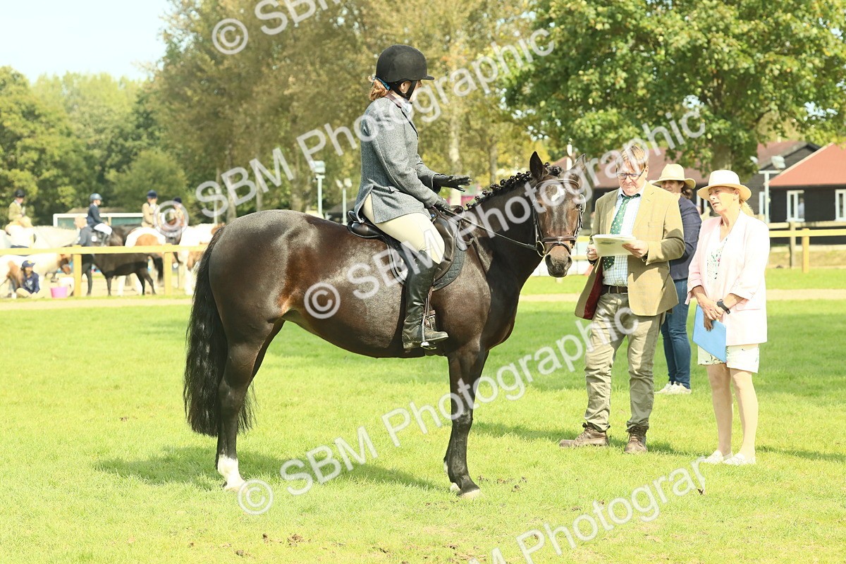 SBM_66640 - S34 - Rehabilitated Rescue Horse & Pony In Hand & Ridden