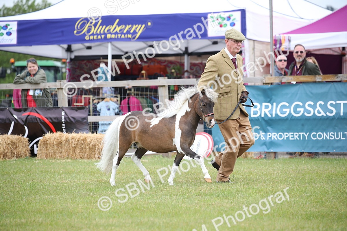 SBM_03913 - Class 23-25 - British Miniature Horse of the Year