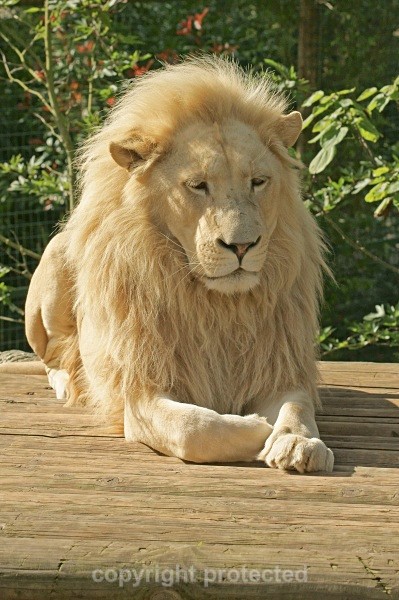 White Lion - Thabo (Paradise Wildlife Park) - African Lions