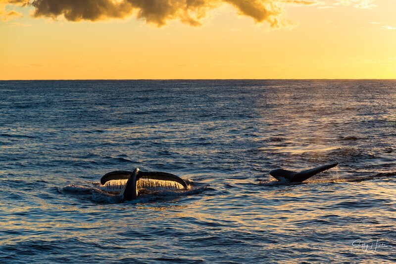 Whale Sunrise 4