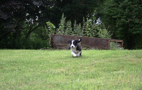 7 Seven weeks old - SASHA