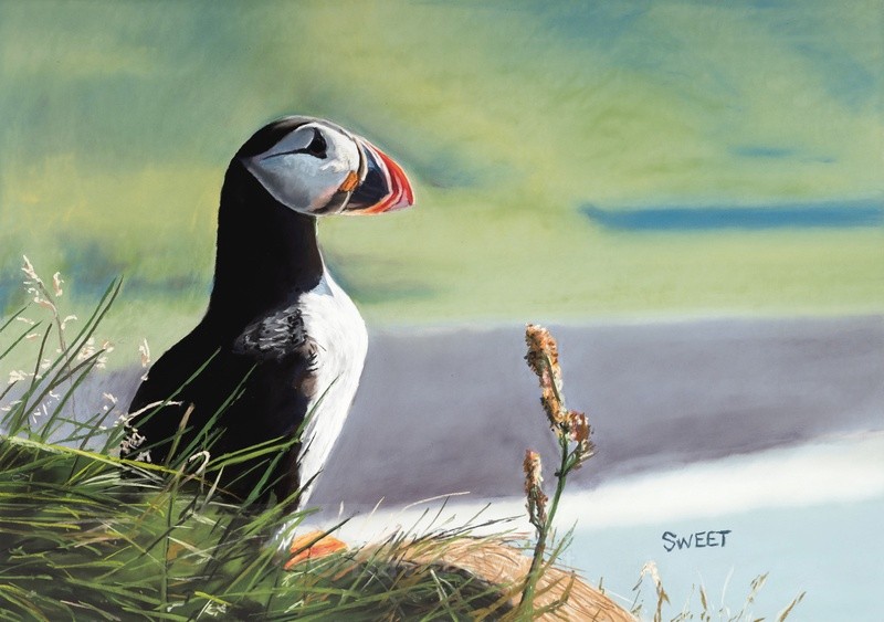 Puffin - Paintings