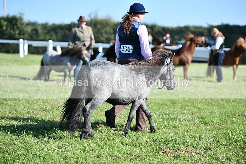 DSC_5632 - Class 49: NPS Shetland Youngstock