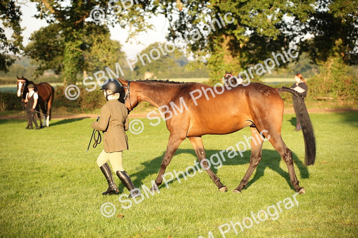 SBM_56867 - S49 - Riding Horse & Hack & Thoroughbred In Hand