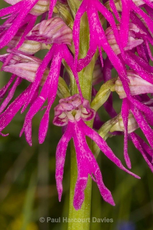  - Orchids - Orchis