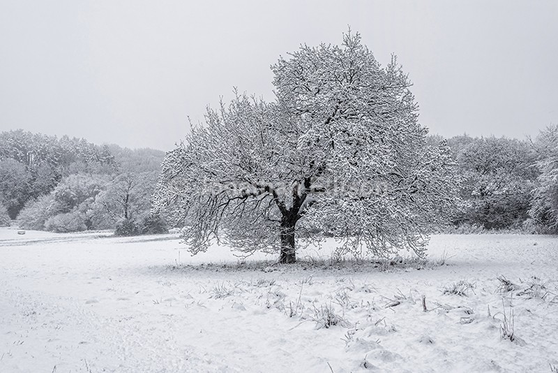 Winter Oak - Rivington And Surrounding Areas