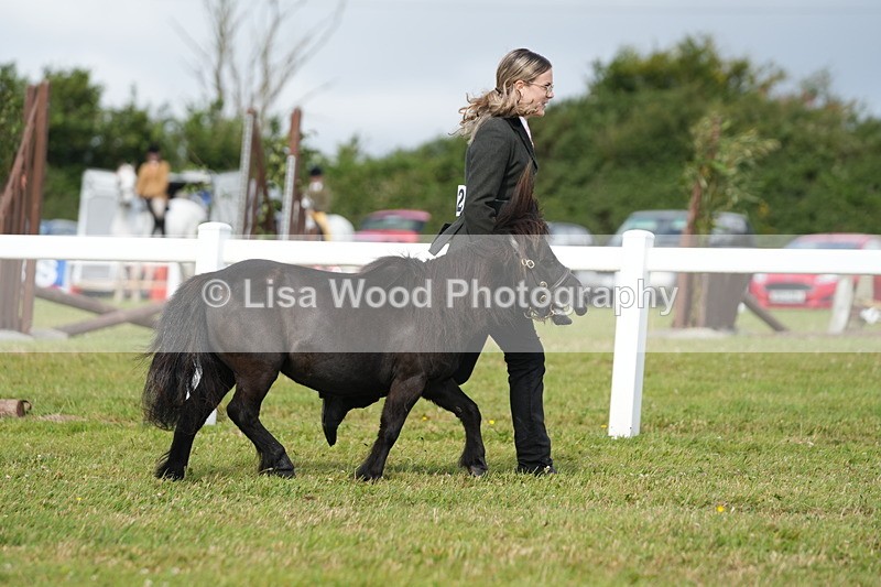 DSC05267 - Class 49: NPS Shetland 4 years and over