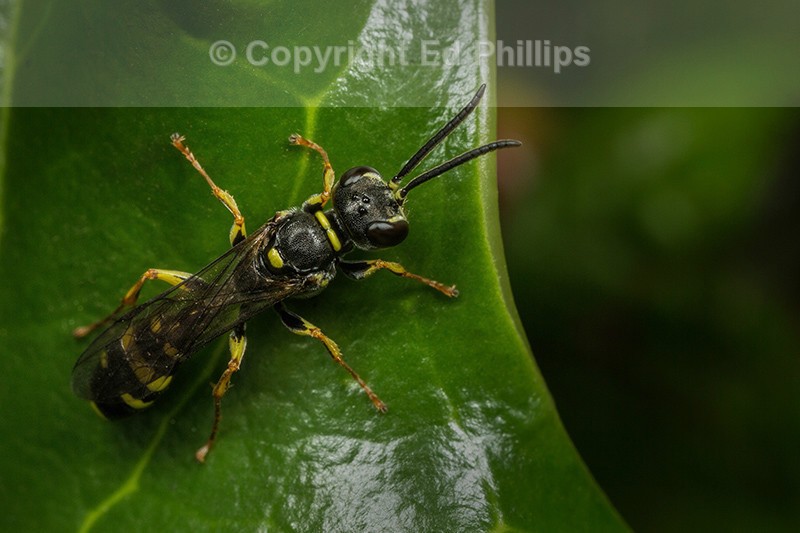 Mellinus arvensis (m)