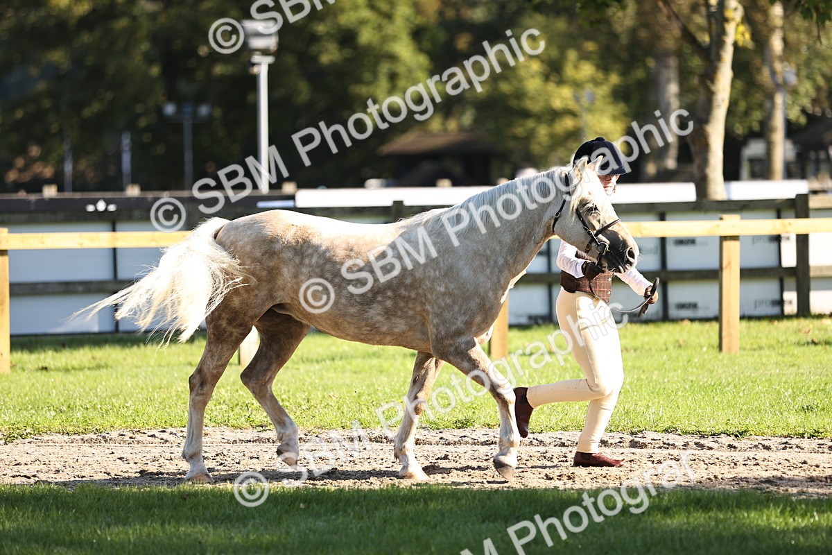 SBM_15865 - S1 - TSR in Hand Horse & Pony Showing