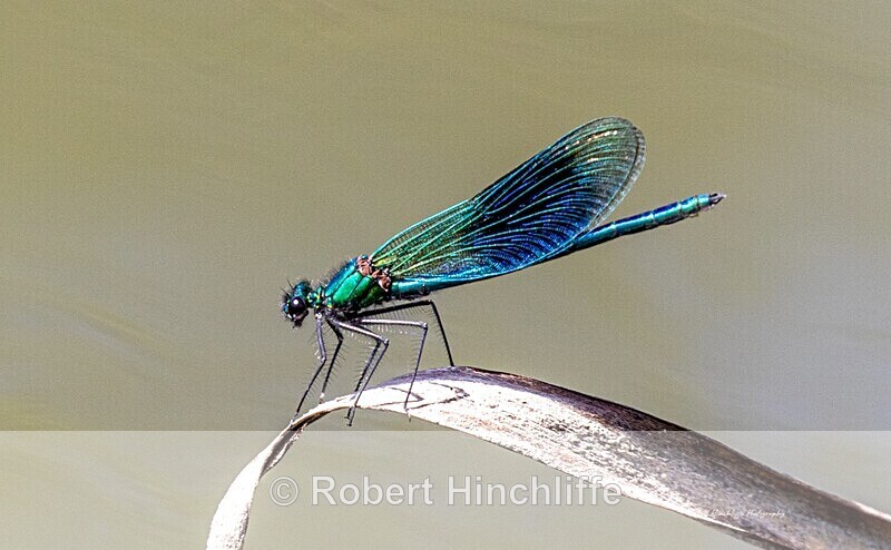 Beautiful Demoiselle - United Kingdom