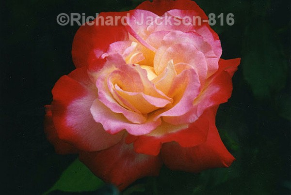 Luminous Rose - Flowers