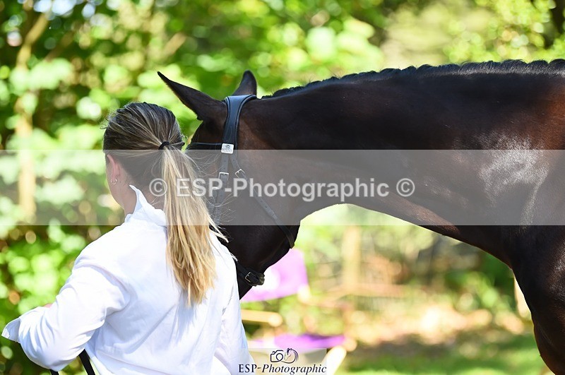 230524-153234-00342 - 357-VIVENDI_HERO-Saffron_Cresswell-WEDTrotUp+DR