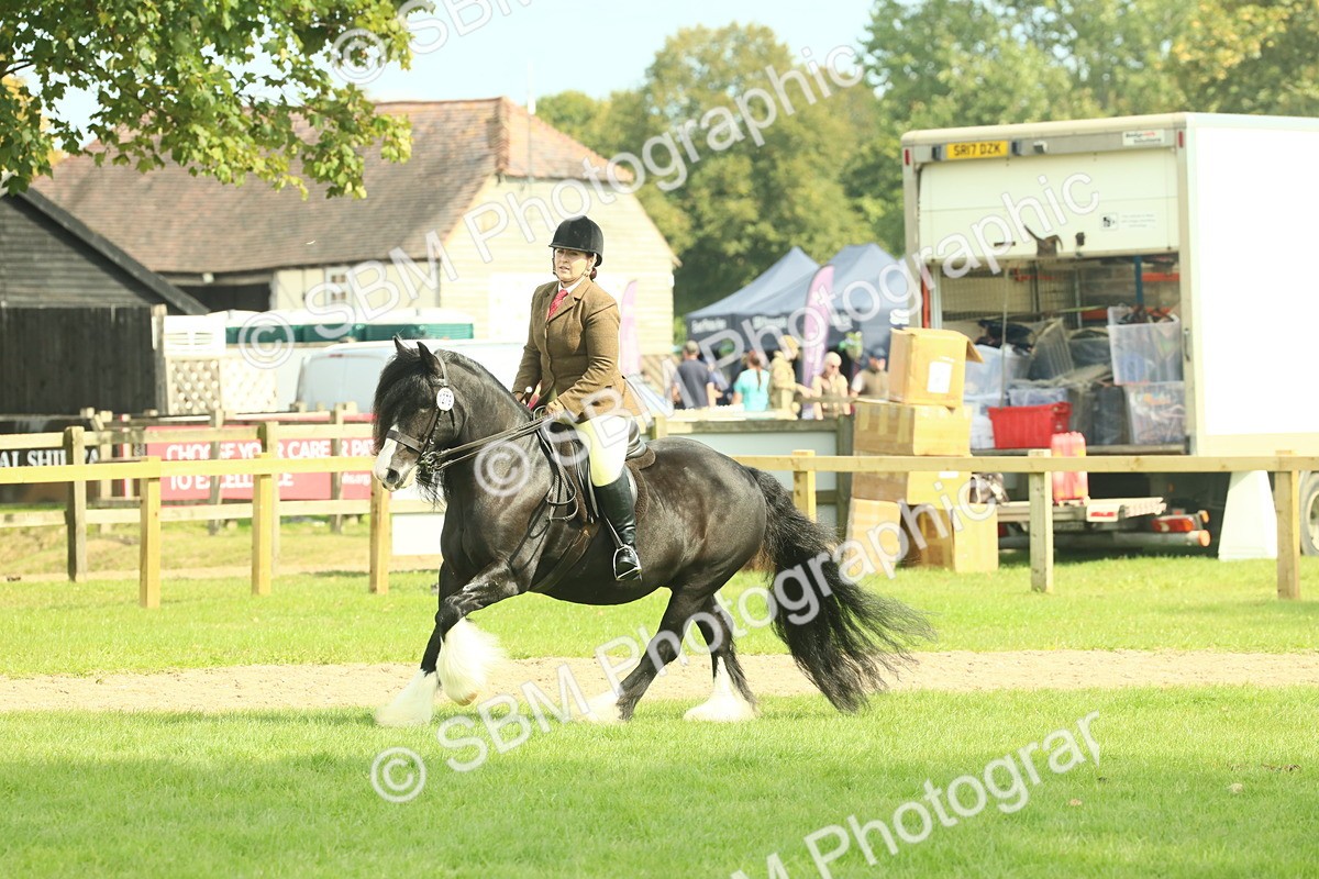 SBM_66620 - S34 - Rehabilitated Rescue Horse & Pony In Hand & Ridden