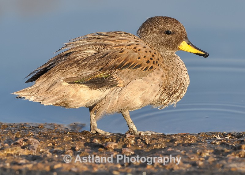 Astland Photography, Bird and Wildlife Images, Susan and Peter Wilson, U.K.