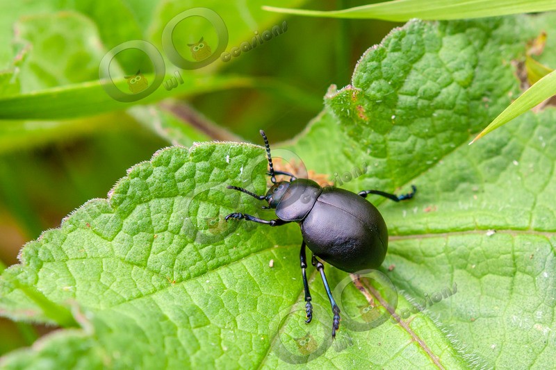 Bloody-nosed Beetle - Timarcha tenebricosa-5414 - Insects from around the world