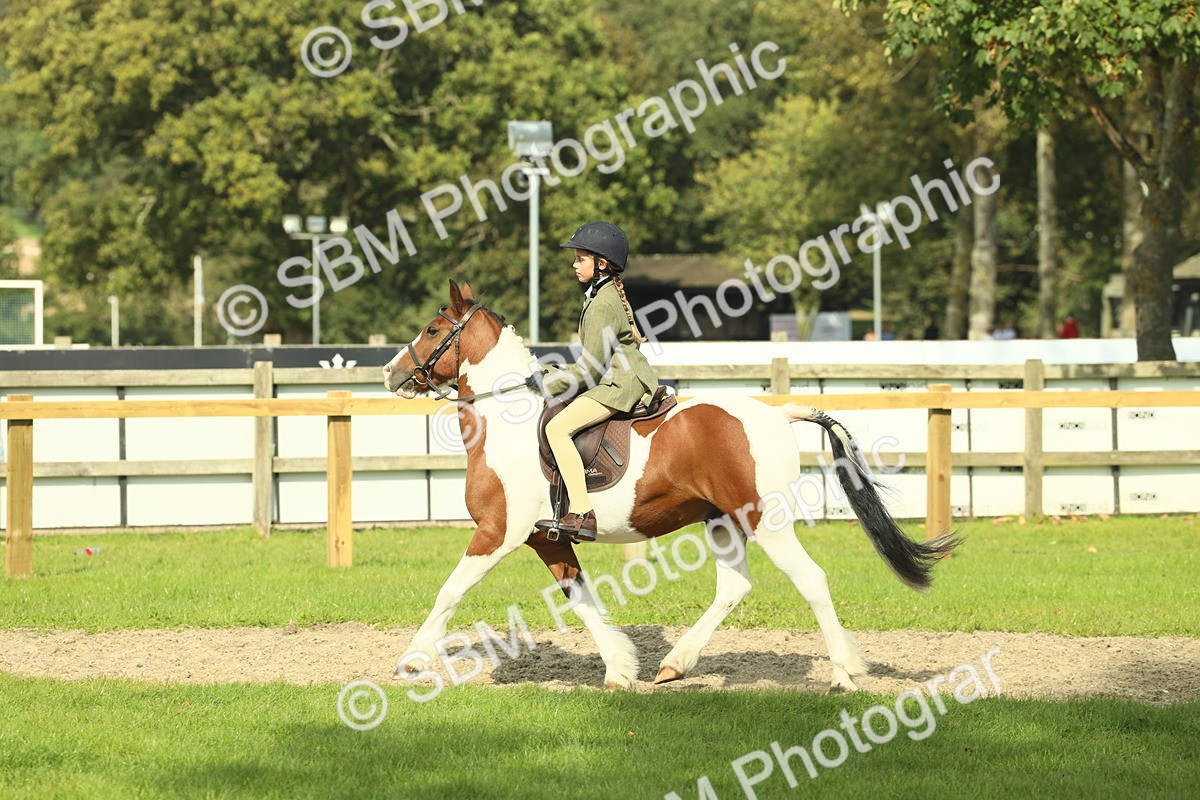 SBM_68916 - S58 - Mini Show Cob Ridden