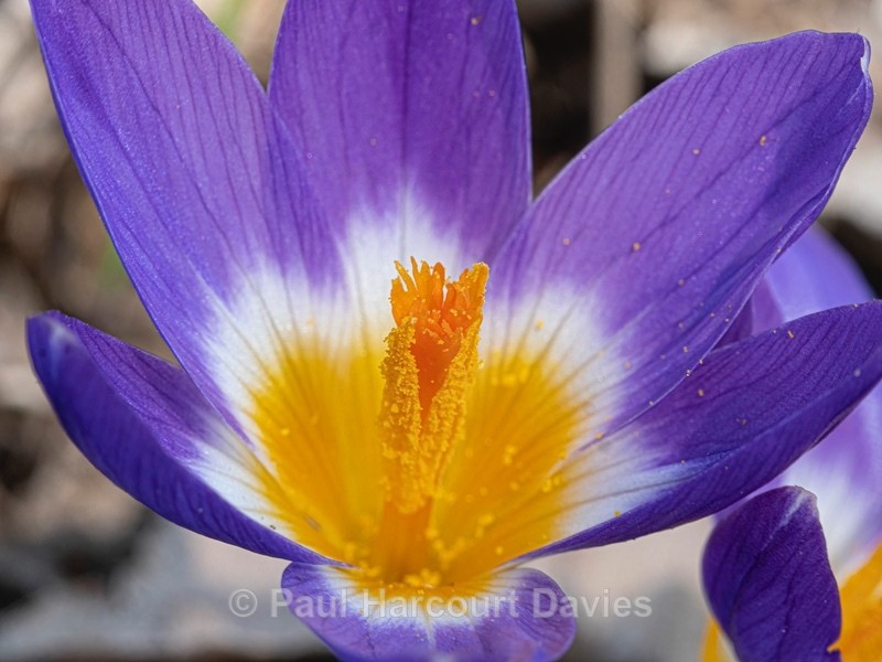 Sieber's crocus (Ceocus sieberi var triclolor) - Ten Metres from Home 2021