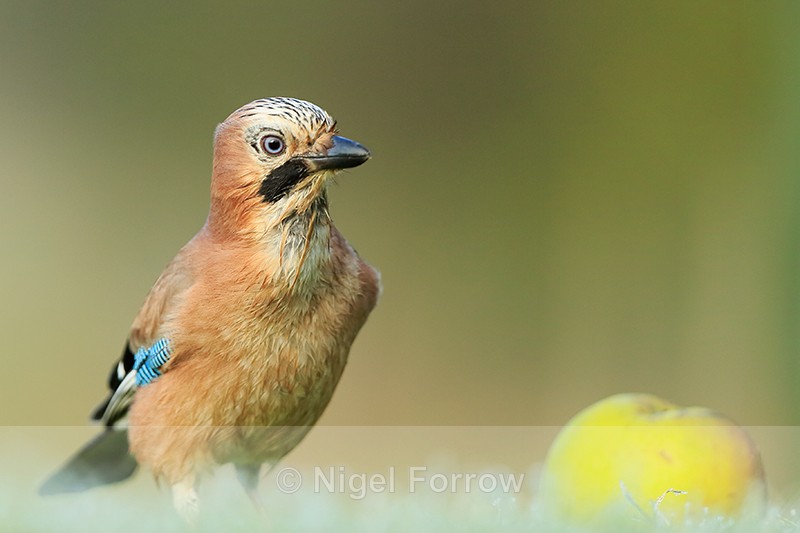 Jay eyes some food, Worcestershire - Jay