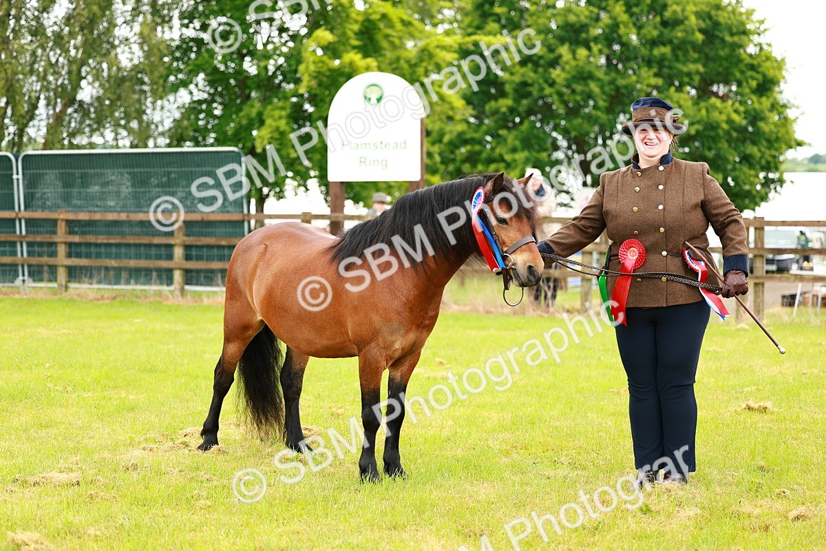 SBM_00306 - Class 58-67 - M&M Non Welsh Pony In hand