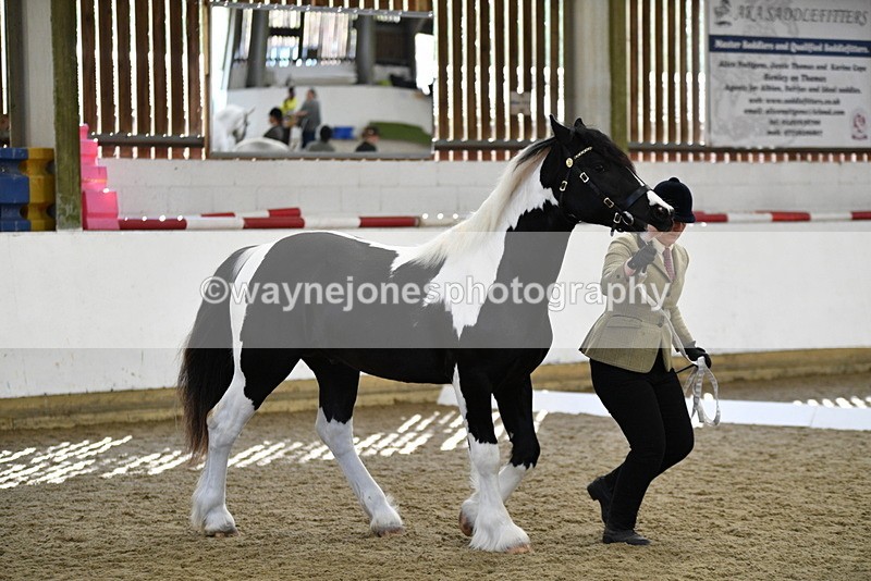 WJ5_4841 - Class 7 In hand coloured / odd coloured