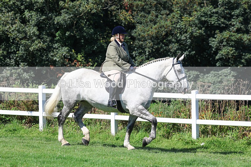 3E7A8340 - Class 4: Novice working Hunter