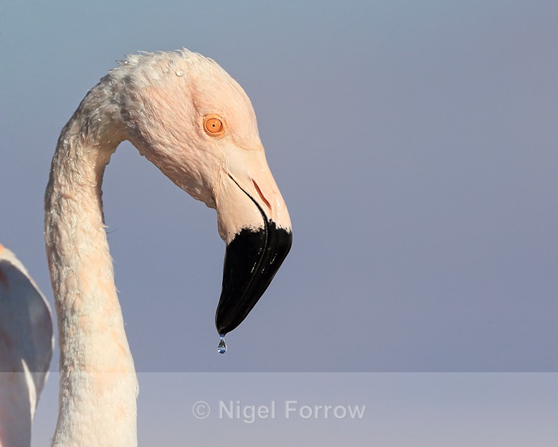 Chilean Flamingo portrait, Laguna Chaxas, Chile - Chilean Flamingo