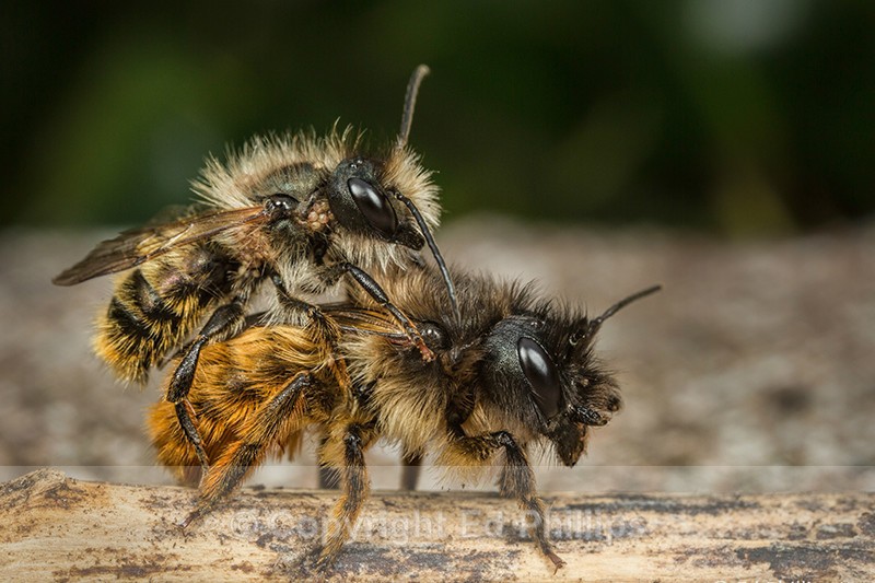 Osmia bicornis - Pair - Osmia bicornis (rufa)
