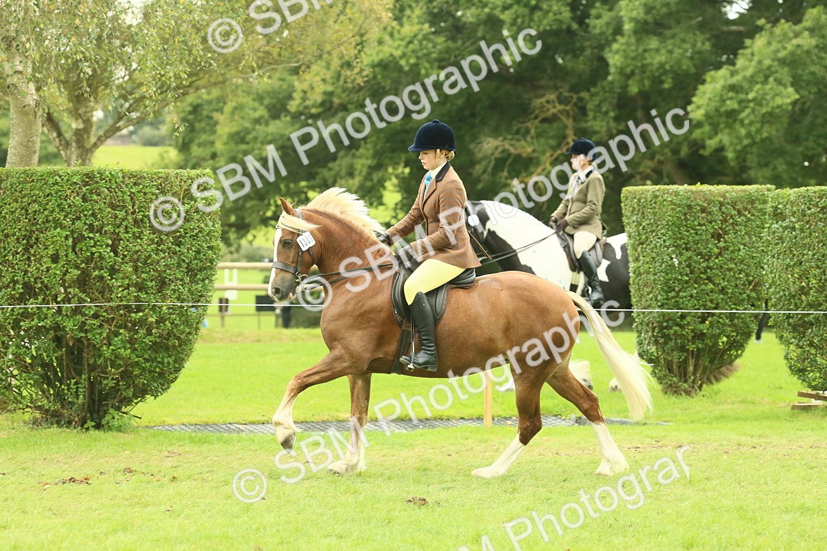 SBM_72063 - S60 - Mountain & Moorland Ridden Large Breeds