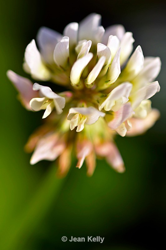 White Clover - 1857_00001 - White