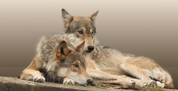 530 TWO WOLVES - OTHER WILDLIFE (UK)