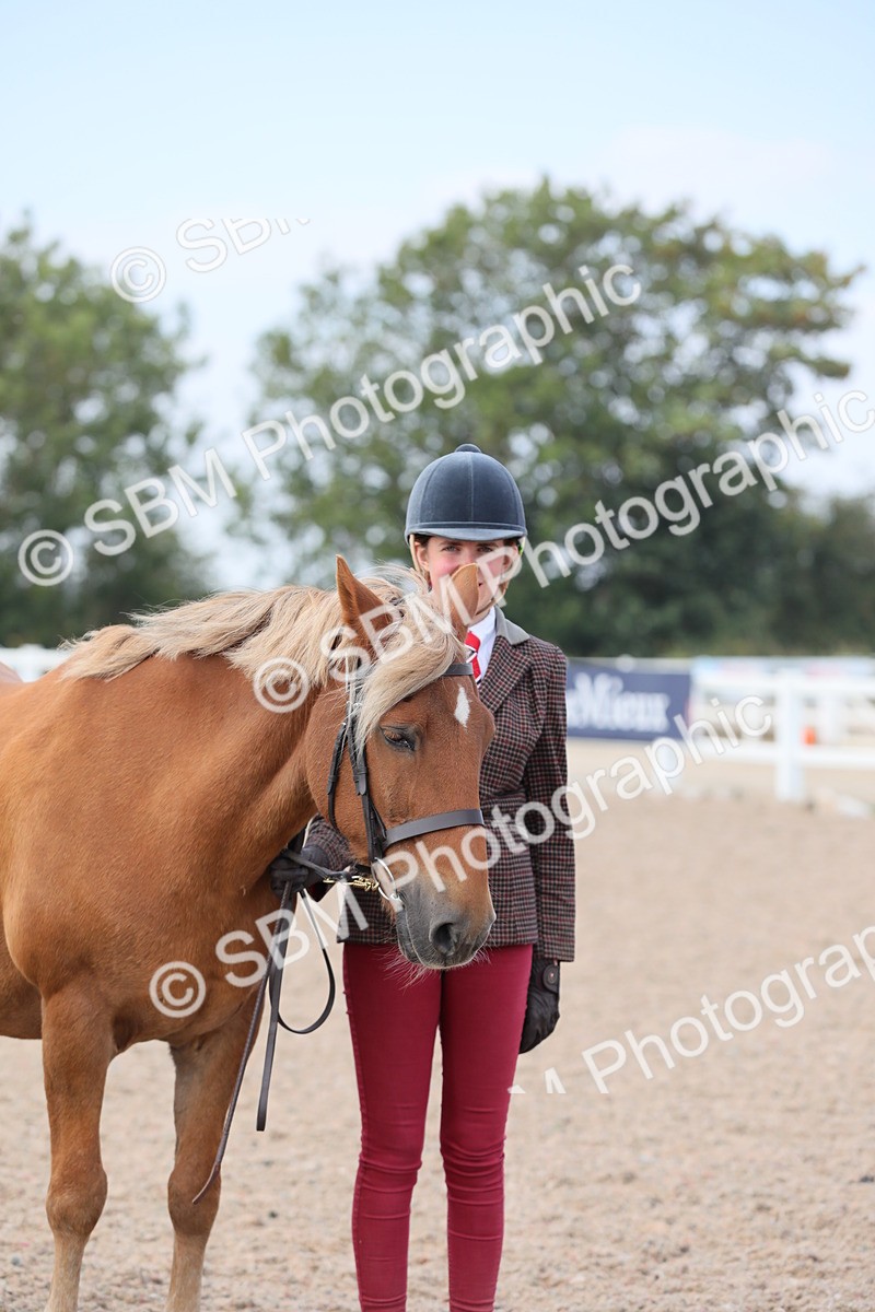 SBM_15894 - Class 312 IH Competition Horse/Pony