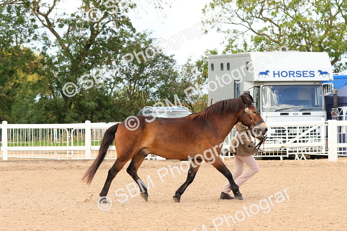 SBM_11947 - Class 209 - IH Veteran Pony