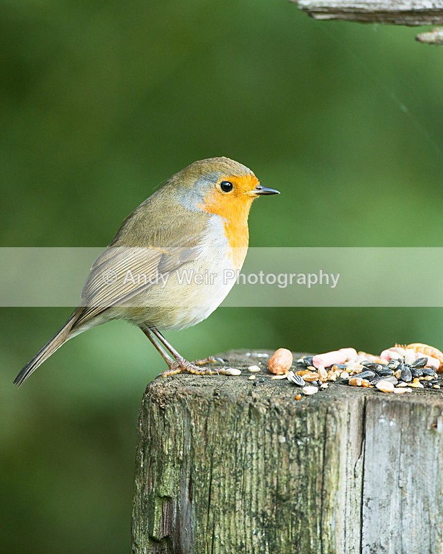 20130928-3K8A6283 - Robin
