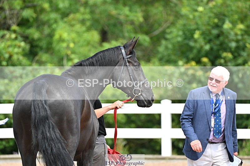 240718A-105246-01135 - Trot Up 12pm to 1pm