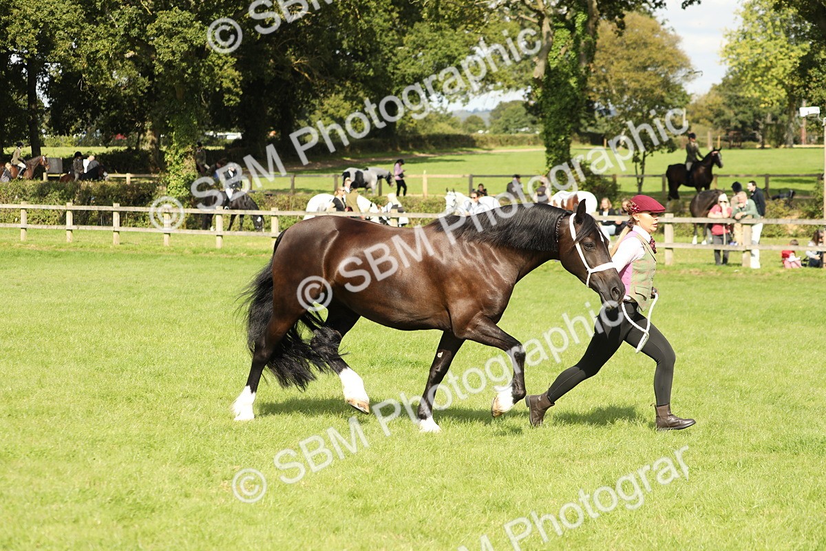 SBM_65456 - S47 - Mountain & Moorland In Hand Large Breeds