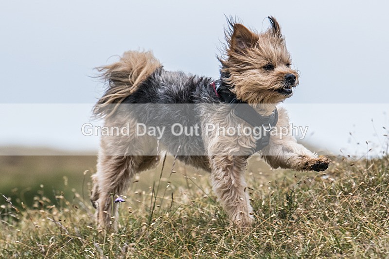 Hutton Roof-685 - Hutton Roof Fell Race Saturday 24th May 2025
