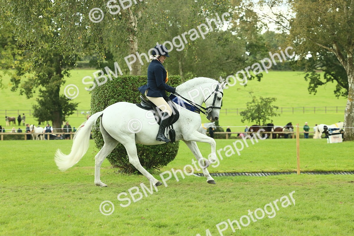 SBM_62552 - S62 - Foreign Breeds Ridden