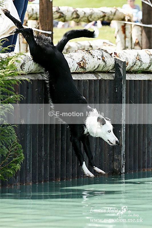 _LES3644a - Dogs