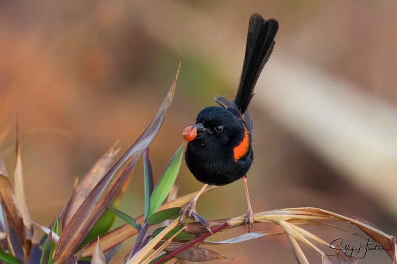 Red Wren Male 11