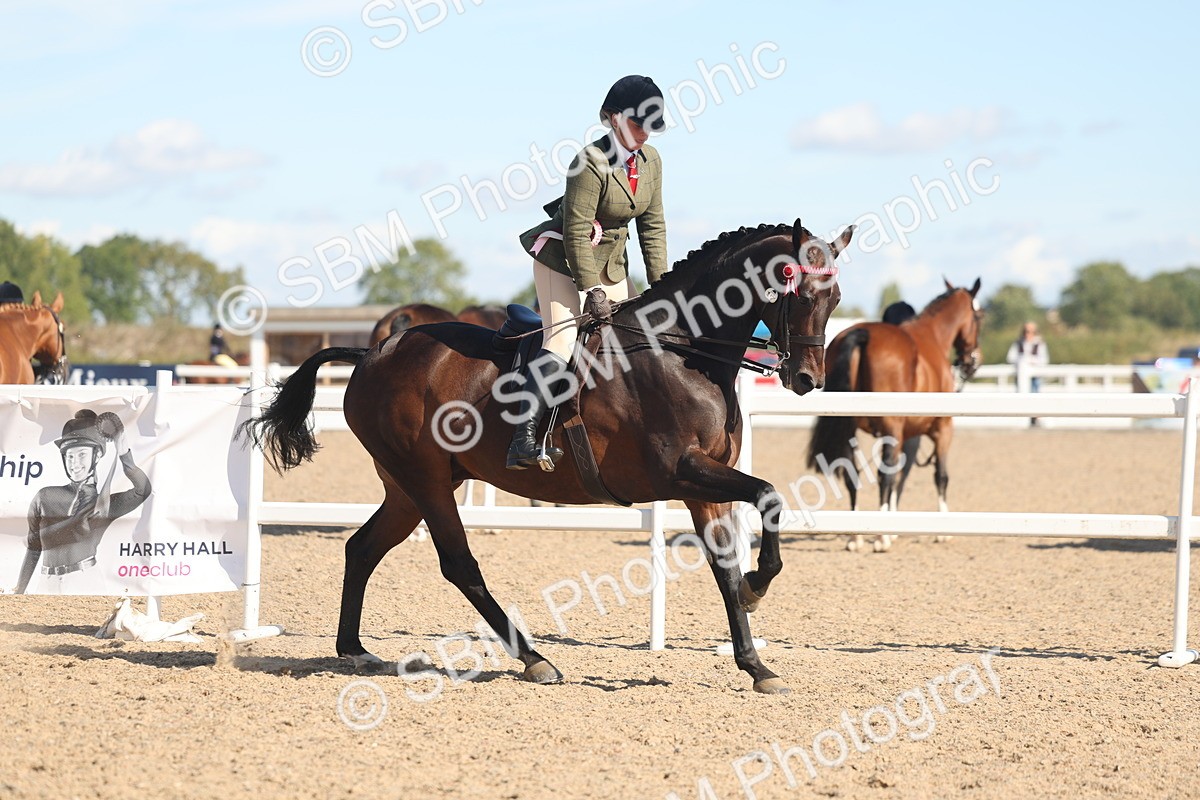 SBM_13154 - Class 305 - Ridden Foreign Breed Pure Bred