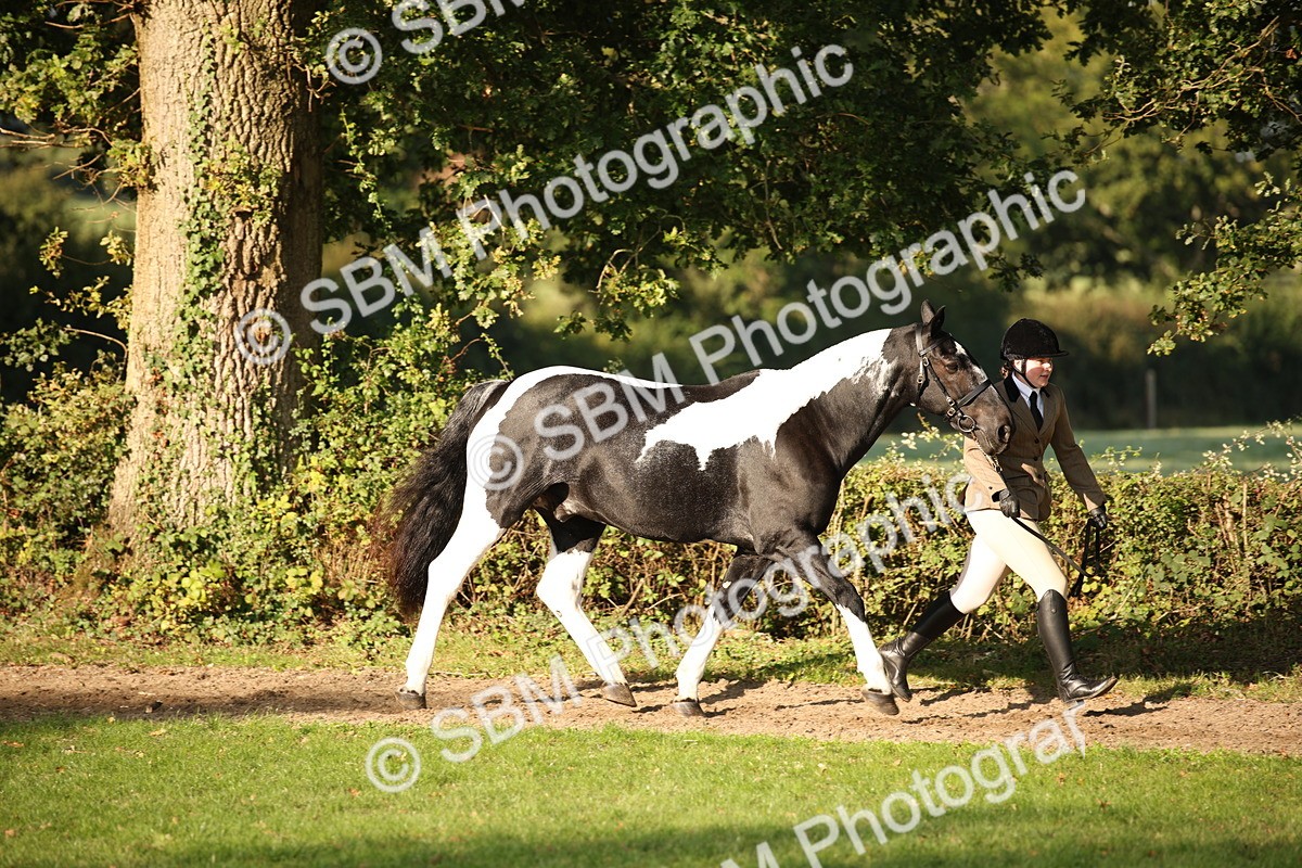 SBM_58688 - S51 - Piebald & Skewbald Horse In Hand