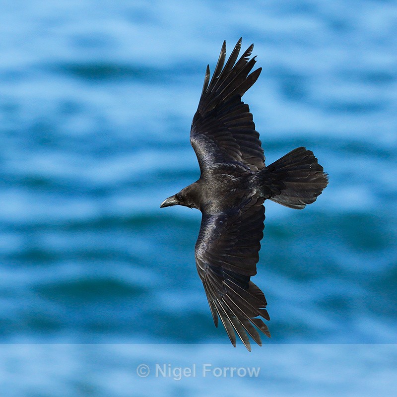 Raven in flight at Durlston - Raven