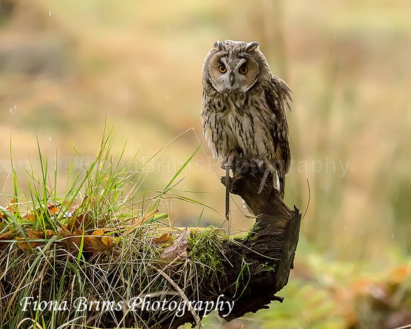 wow woodland walk-46 - Birds of Prey