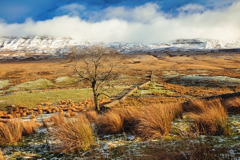 Lone Tree at Mallerstang.   ref 9981 - The Pennines and Cumbria
