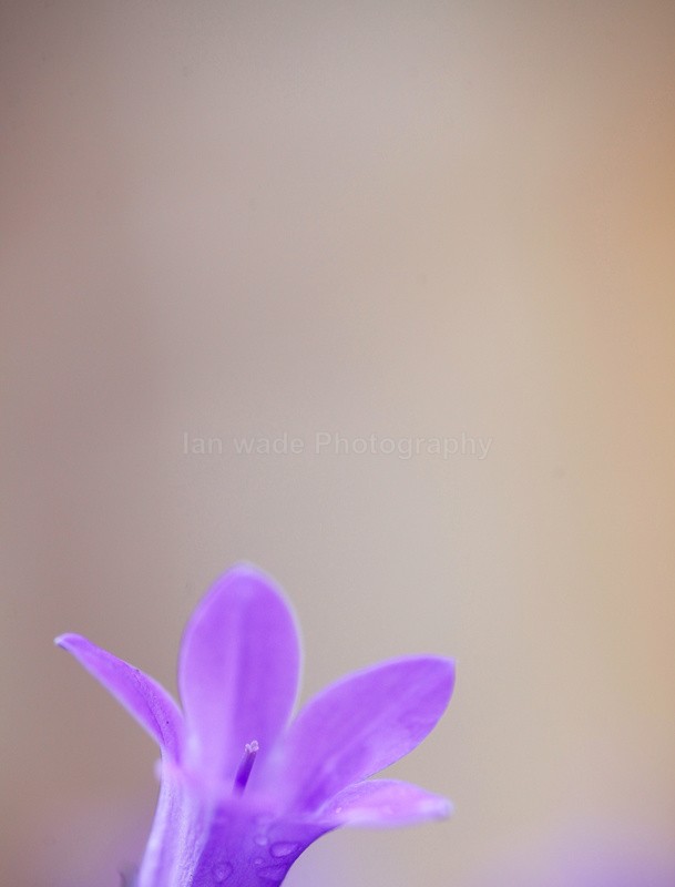  - Wild Flowers,  plants & Fungus photography, Great Britain