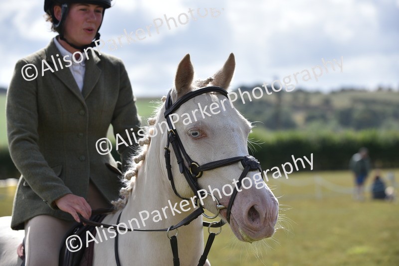 20250831-4092 - Class 13 - Working Hunter Horse or Pony