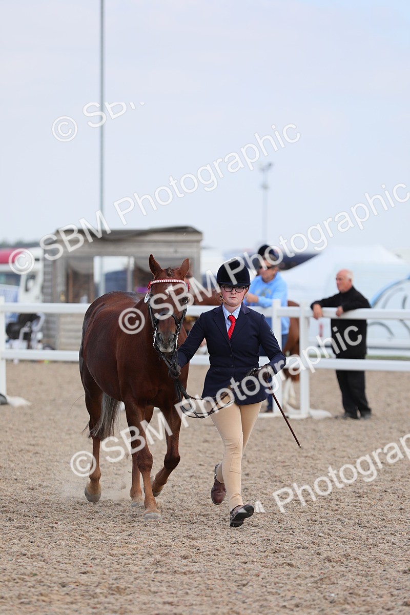SBM_15830 - Class 312 IH Competition Horse/Pony